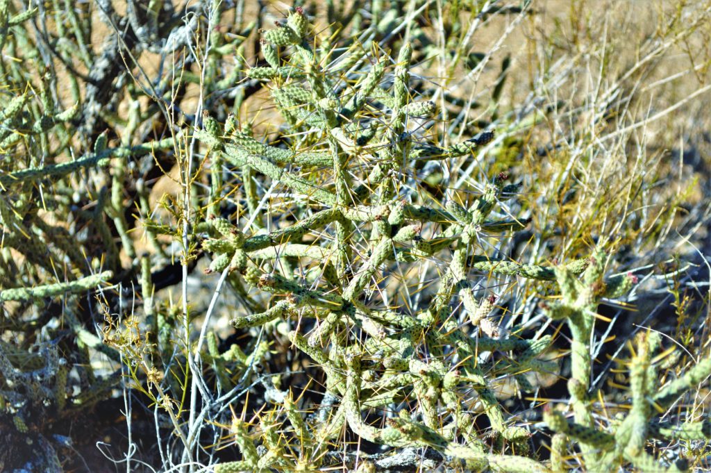 Cactus at Joshua Tree National Park, California