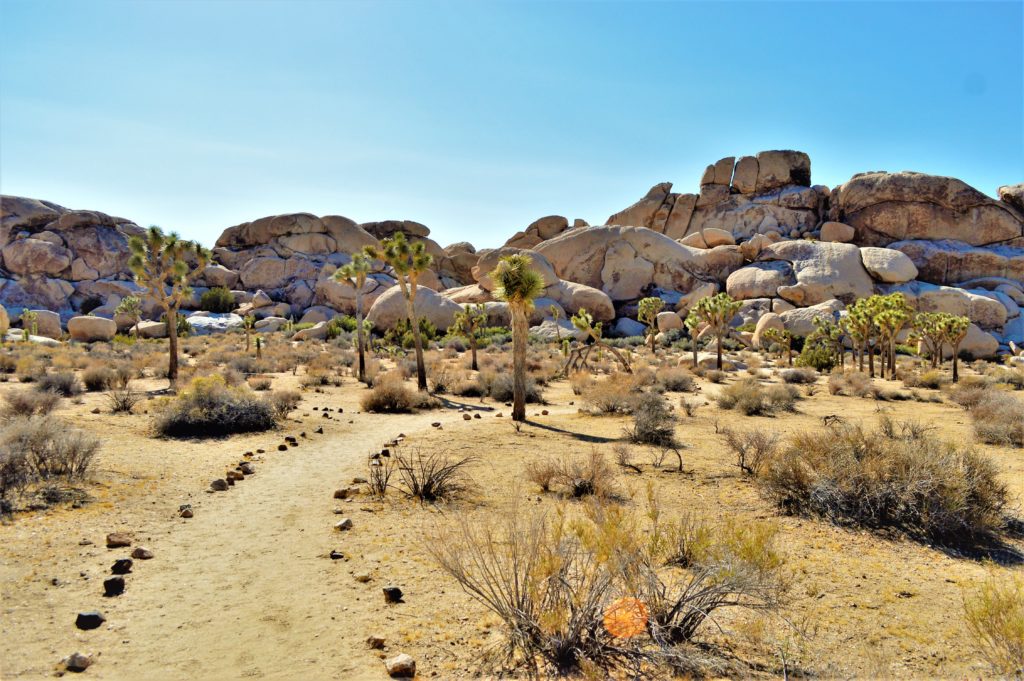 Hikes, Joshua Tree National Park, California
