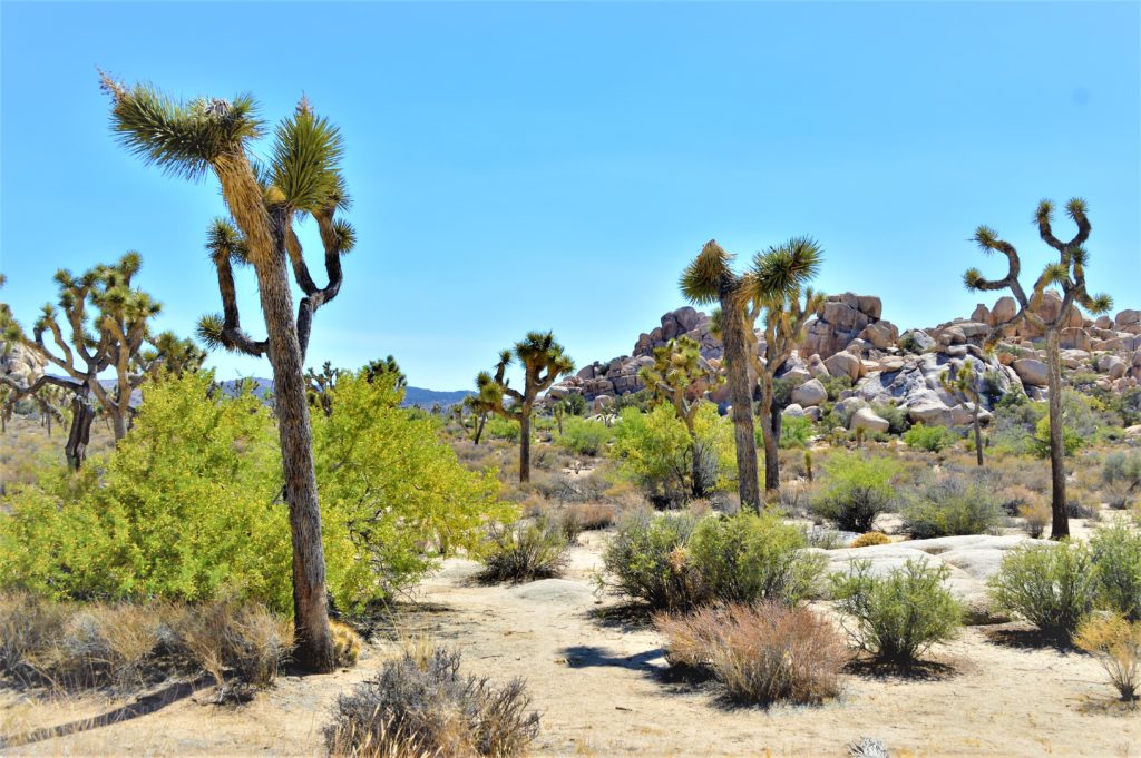 Hiking trails, Joshua Treet National Park, California