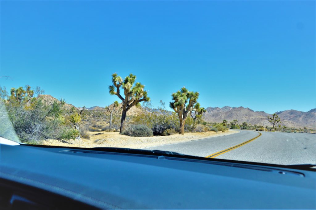 Road trip, Joshua Tree National Park