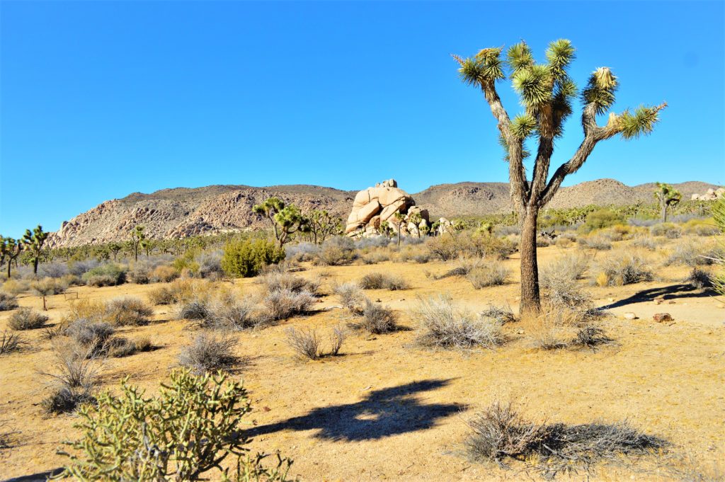 Joshua Tree National Park terrain, California