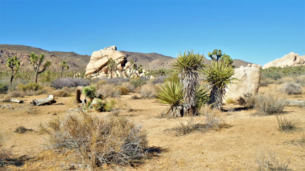 Joshua Tree, rocks, California