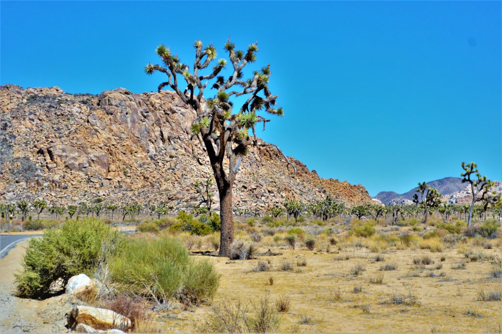 Joshua Yucca trees, California