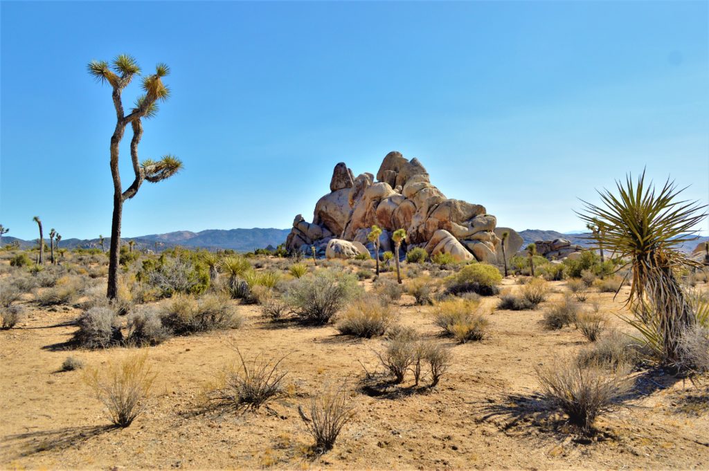 Joshua Tree day trip from Palm Springs, California