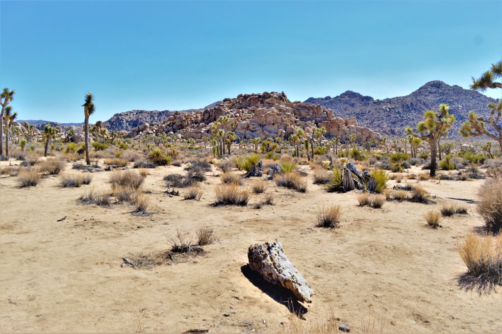 Landscape, Joshua Tree National Park, California