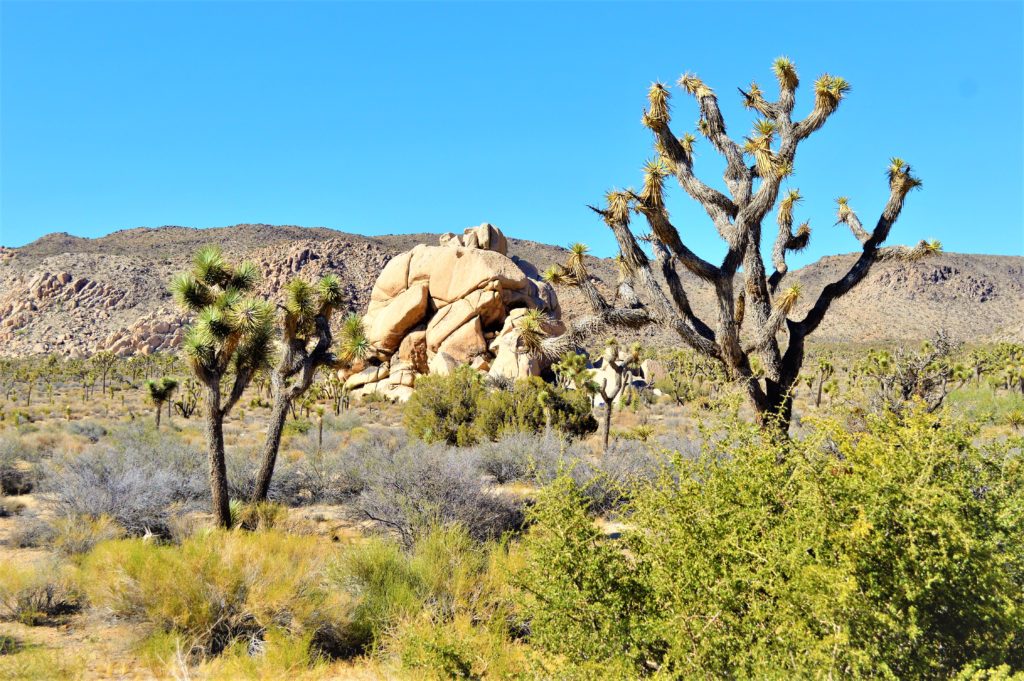 Landscape day trip to Joshua Treet National Park, California