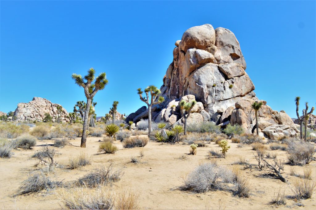 Rocks and trees, Joshua Tree National Park, California