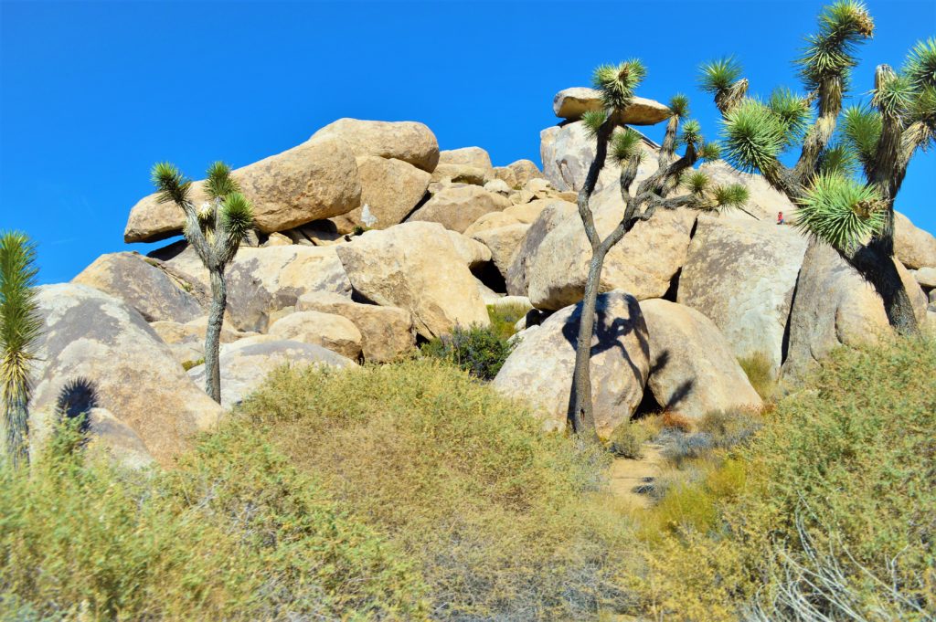 Rocks and trees, yucca, Joshua Tree National Park
