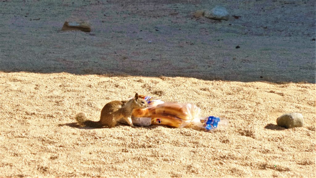 Squirrel at Joshua Tree Campsite, California