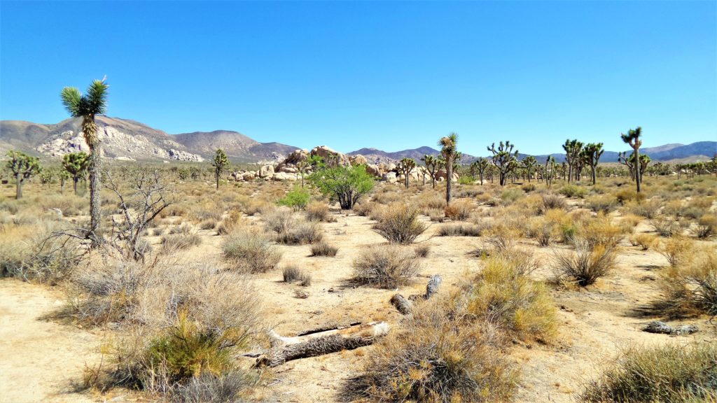 Trees and grass, Joshua Tree National Park, Cali