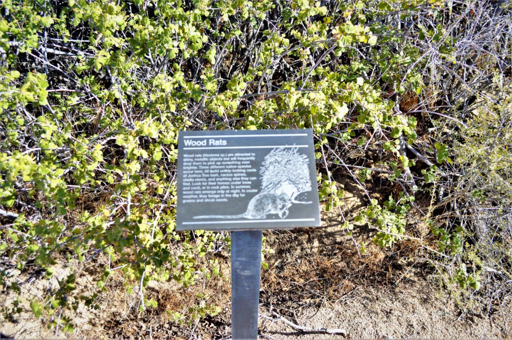 Wood rats sign, Joshua Tree National Park, California
