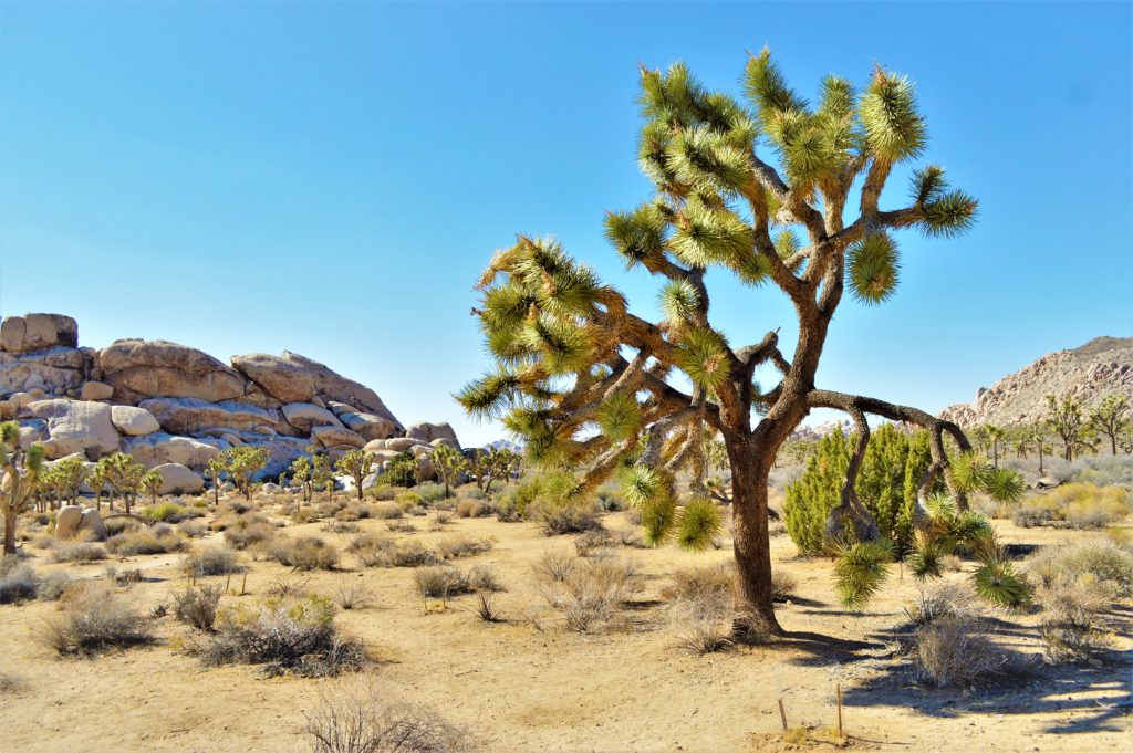 Yucca tree, Joshua Tree National Park, California