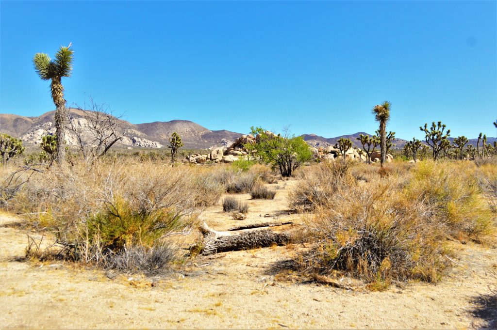 Desertscape, Joshua Tree National Park, California