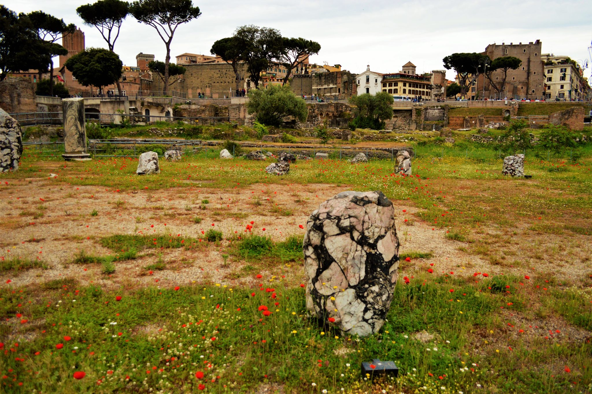 Flowers and ruins, Roman Forum, things to do in Rome, Italy
