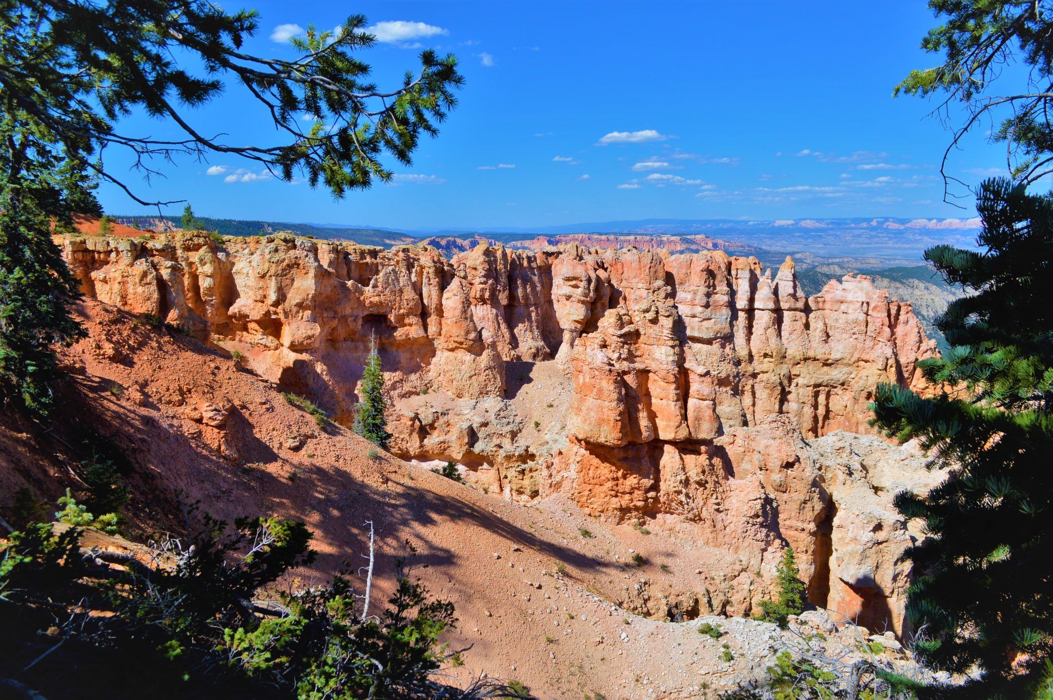 Black Birch, Bryce Canyon, UTAH, Usa
