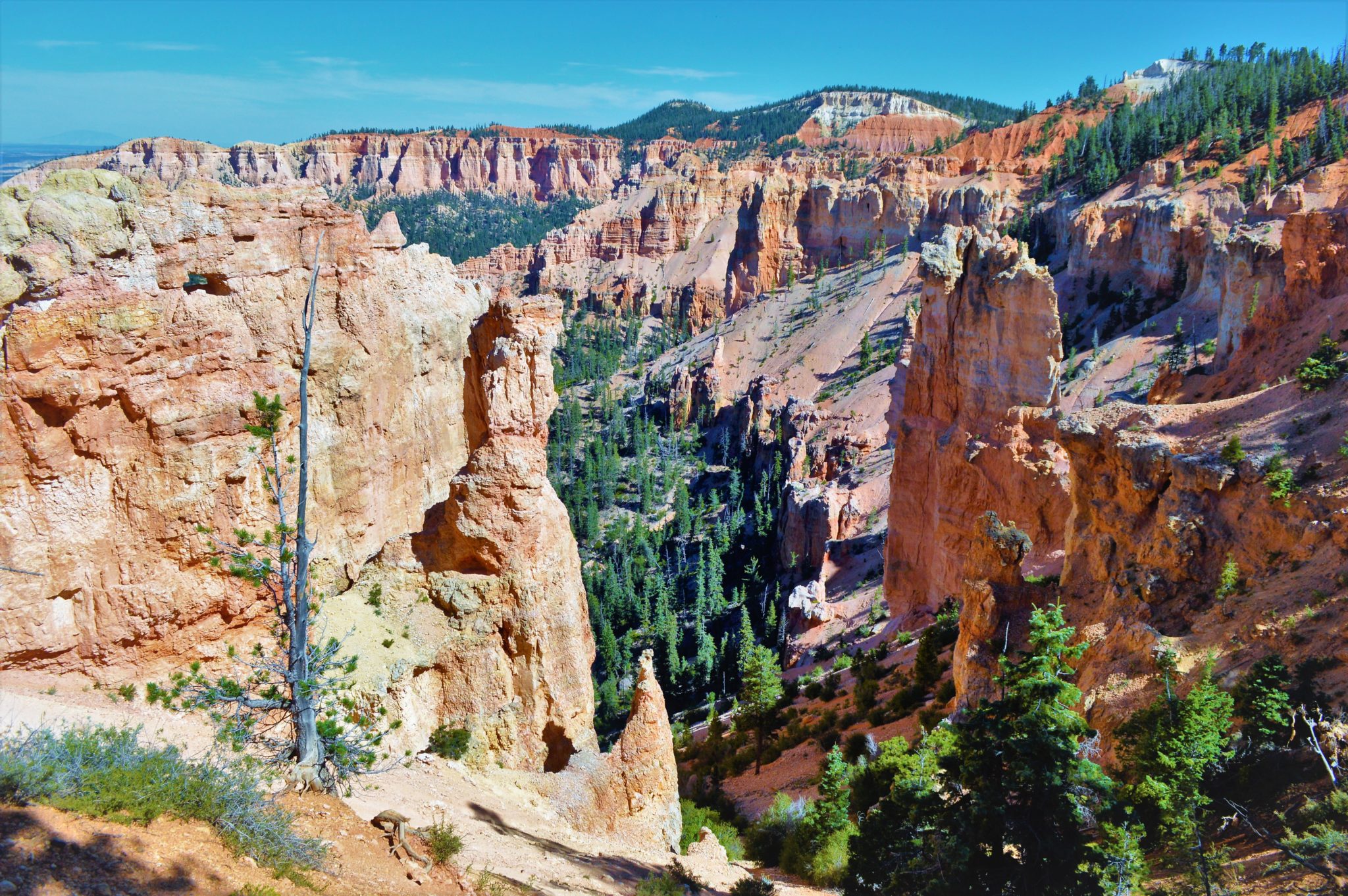 Black Birch Canyon at Bryce Canyon USA