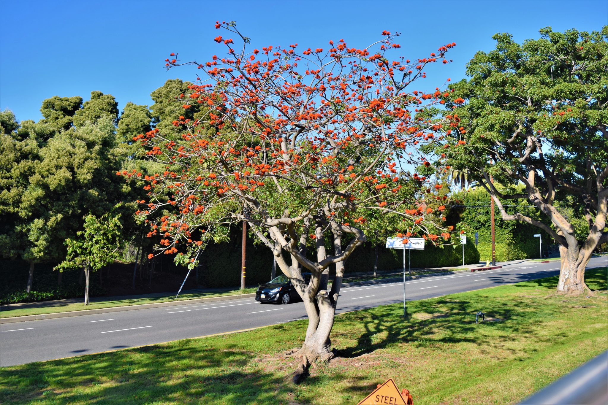 Brentwood trees, hop on hop off bus los angeles