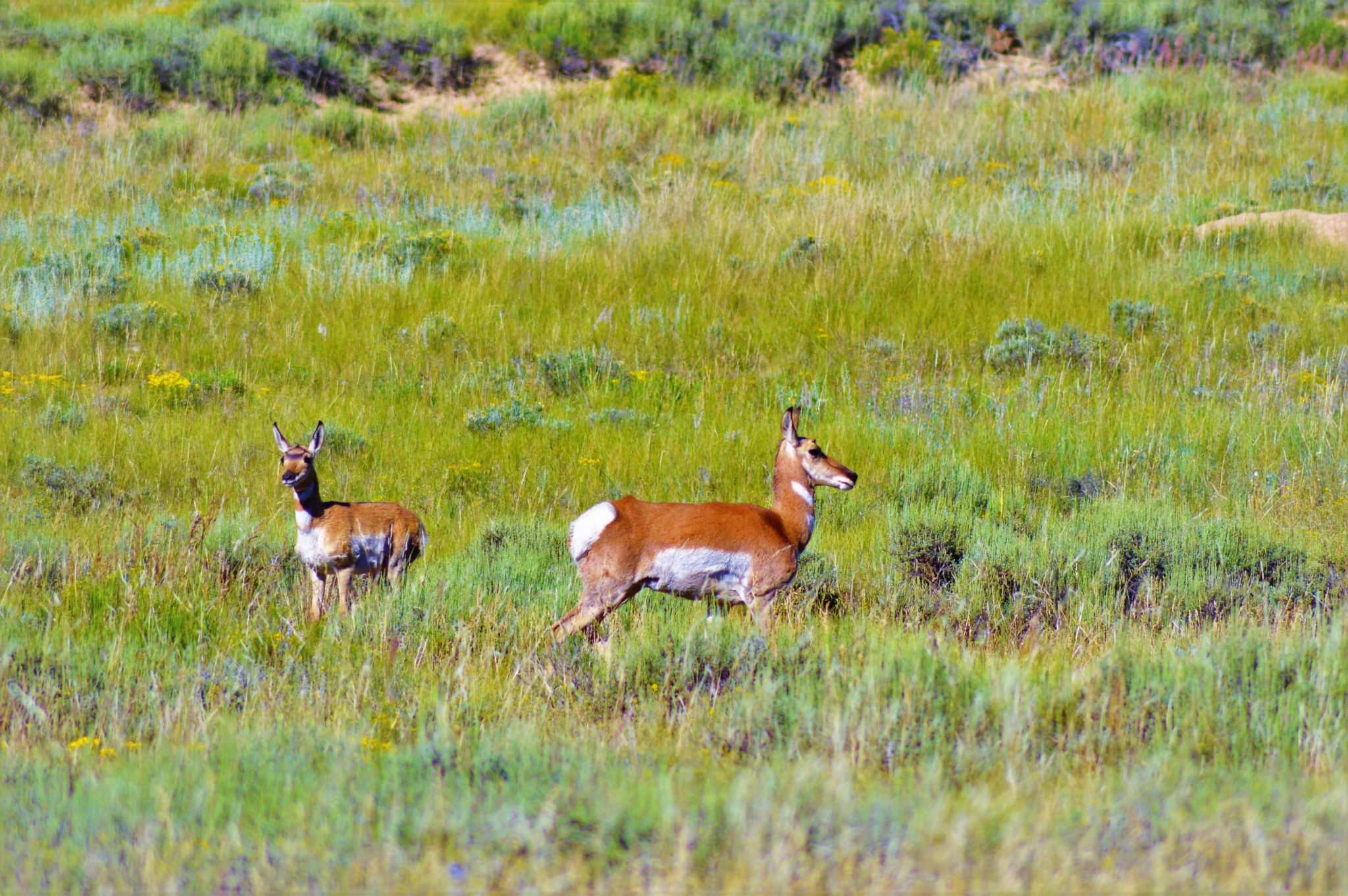 Dear at Bryce Canyon National Park, USA