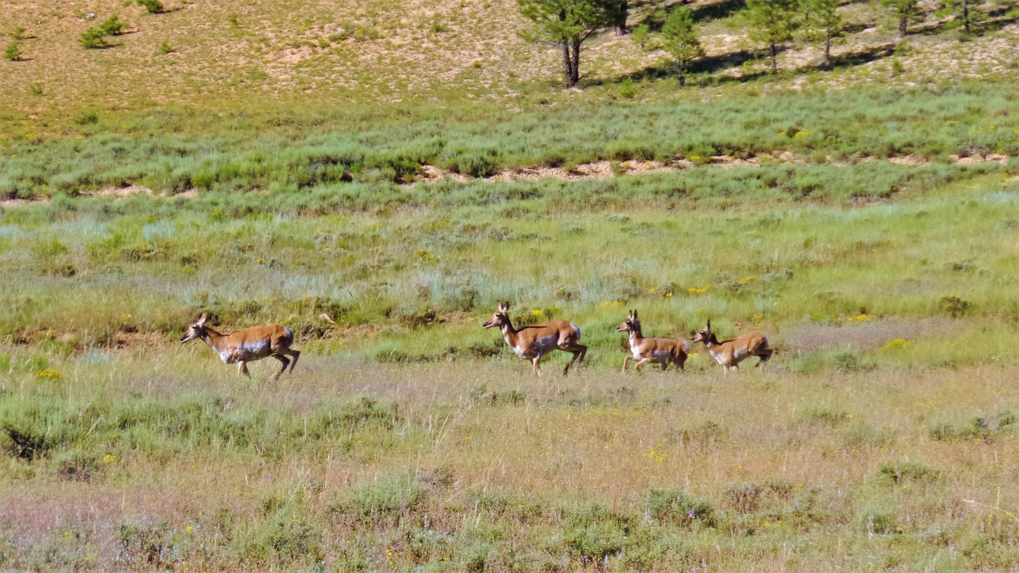 Family of deer, Bryce Canyon national park, usa