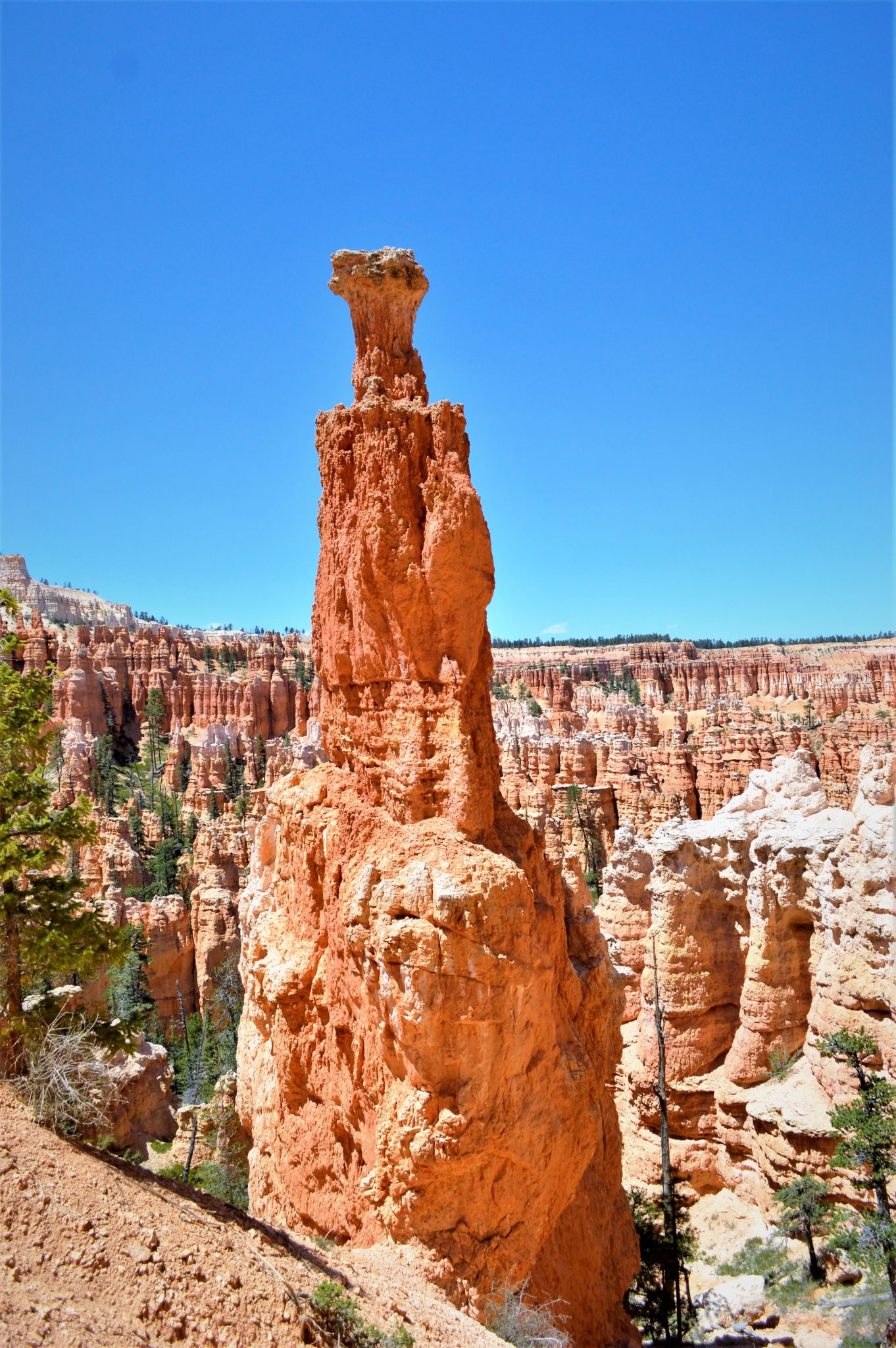 Rock pilars, Bryce Canyon National Park, USA
