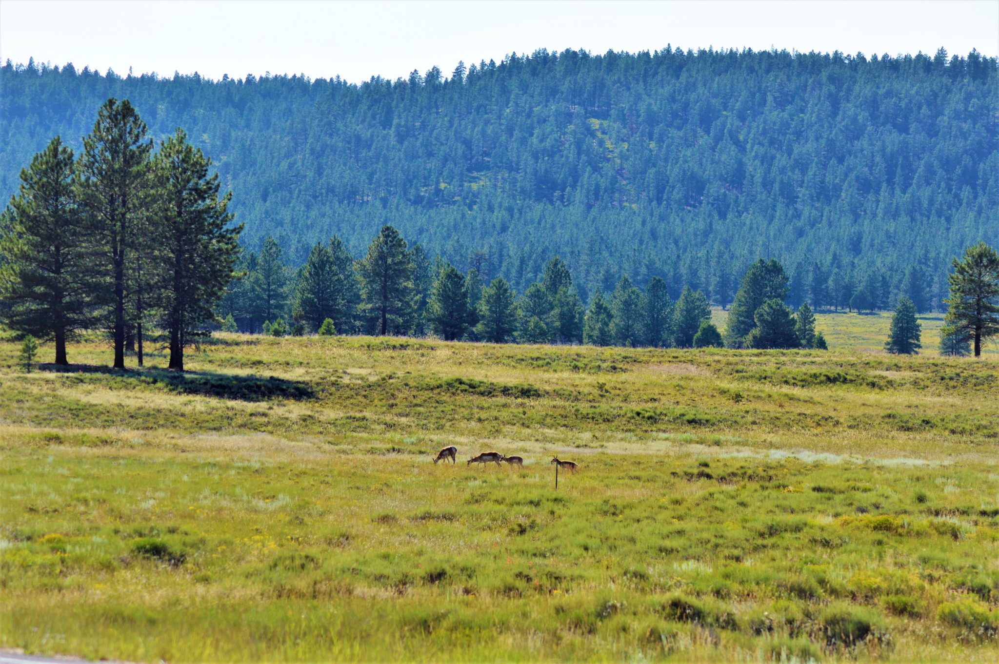See dear at Bryce Canyon National Park, USA
