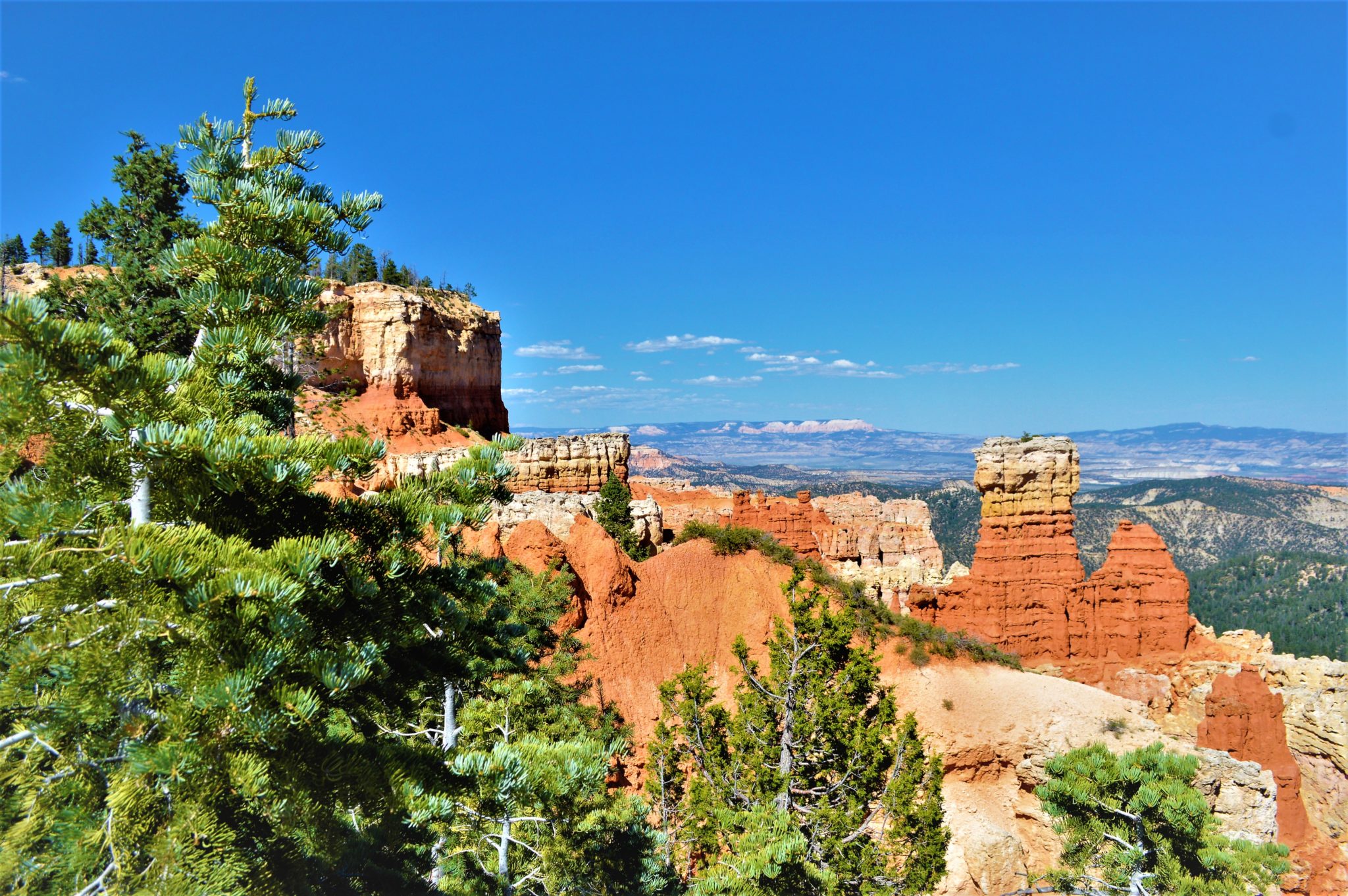 Trees at Agua Canyon, Bryce Canyon National Park, USA