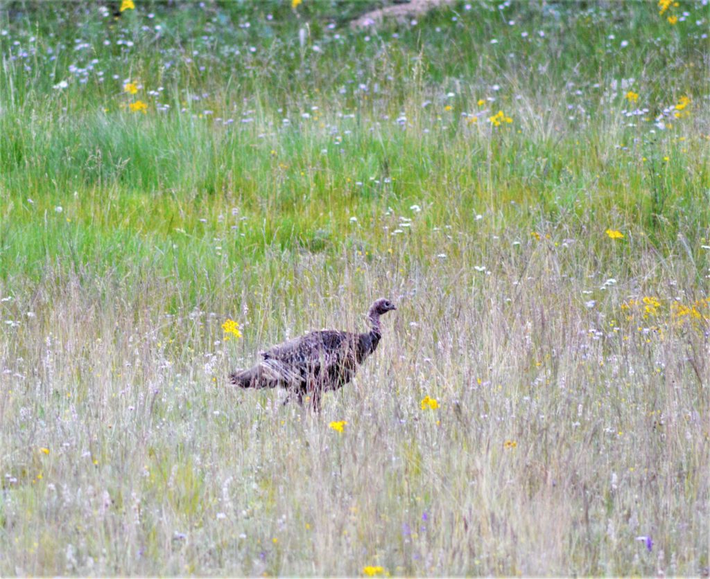 Bird at the Grand Canyon North Rim