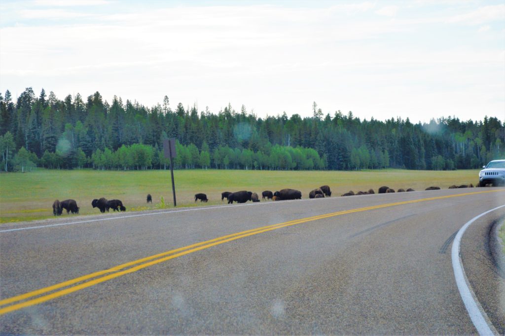Bison by the road, Grand Canyon North Rim