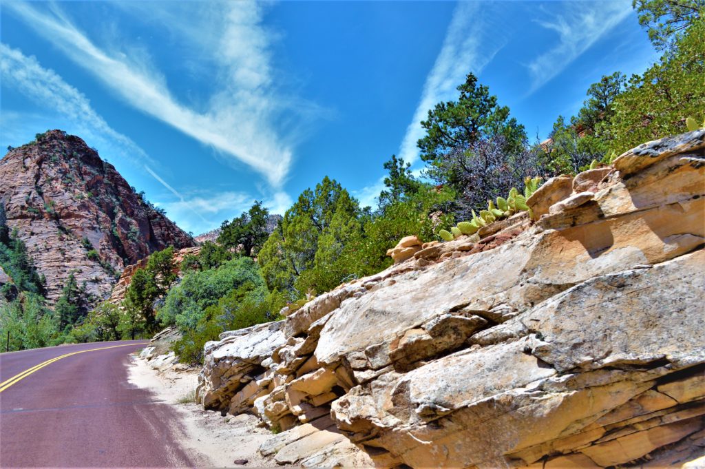 Cacti in Zion National Park, Utah
