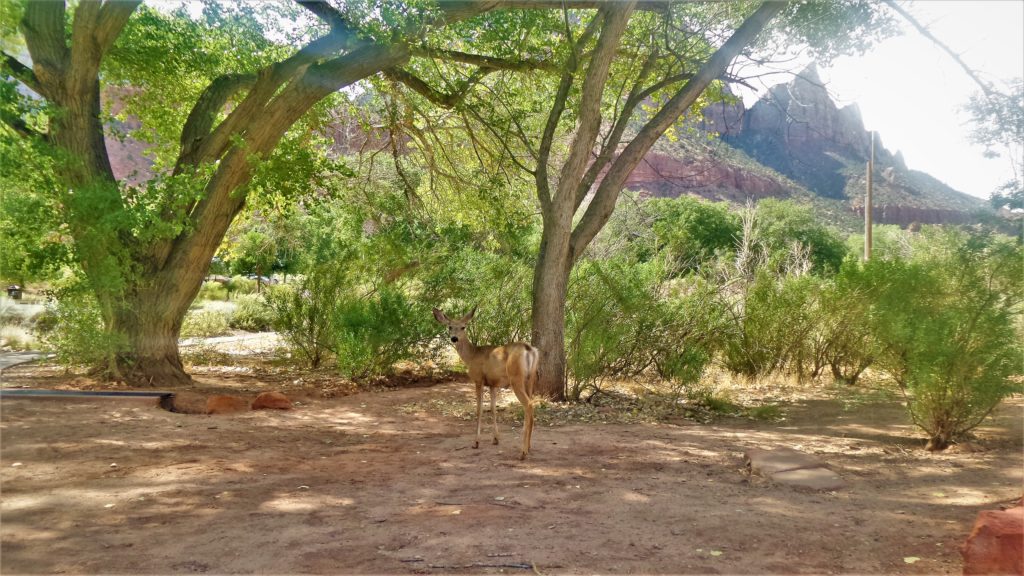 Deer at camp site in Zion Canyon