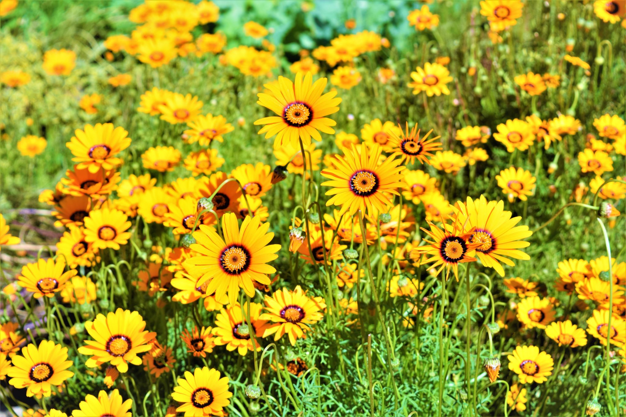 Flowers at the getty center, free things to do in los angeles