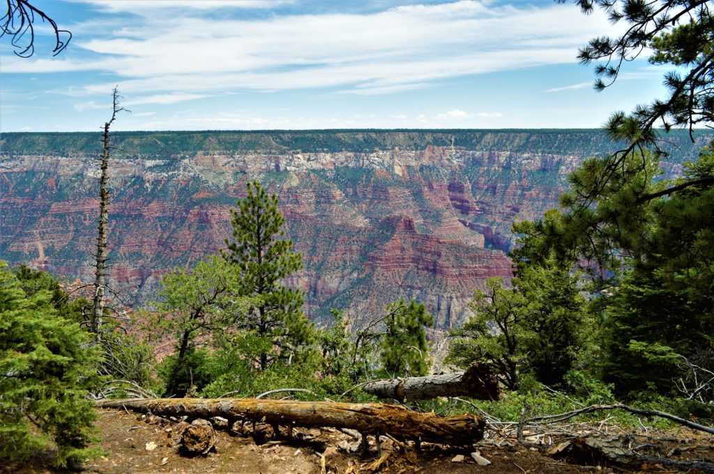 Grand Canyon North Rim, view of the Grand Canyon