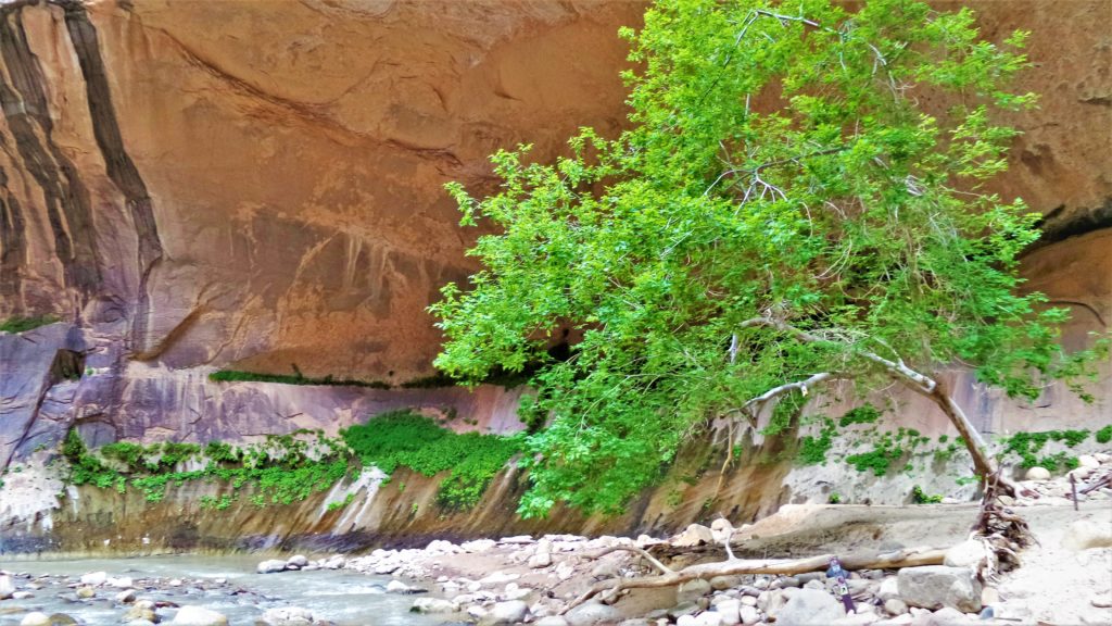 Seating spot zion narrows hike, utah