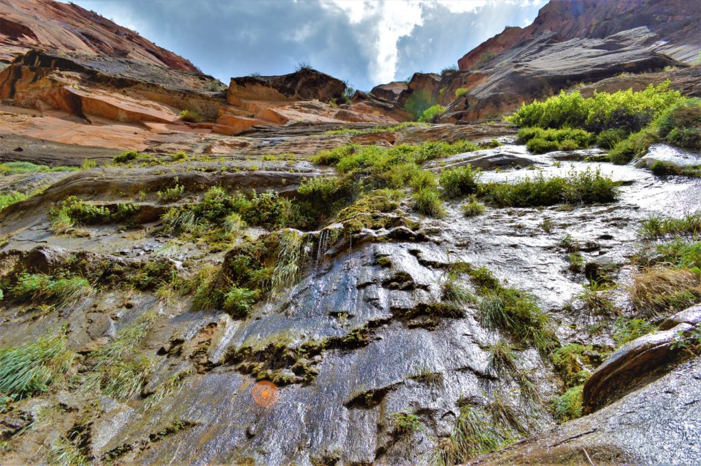 Weeping rocks on the riverside walk zion narrows hike