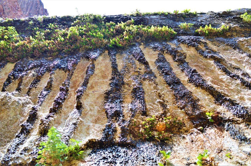 Zion national park's weeping rock, Utah