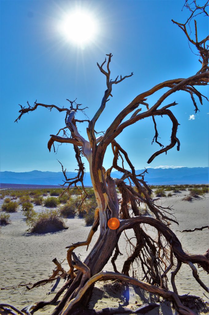 Dead tree in Death Valley National Park, California