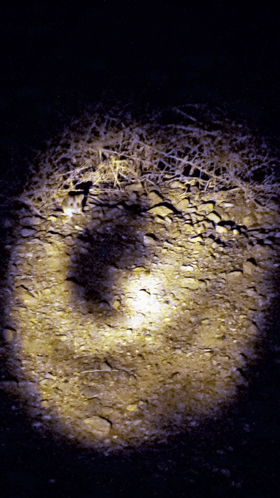 Kangaroo Rat, death valley national park, Wildrose campground, usa