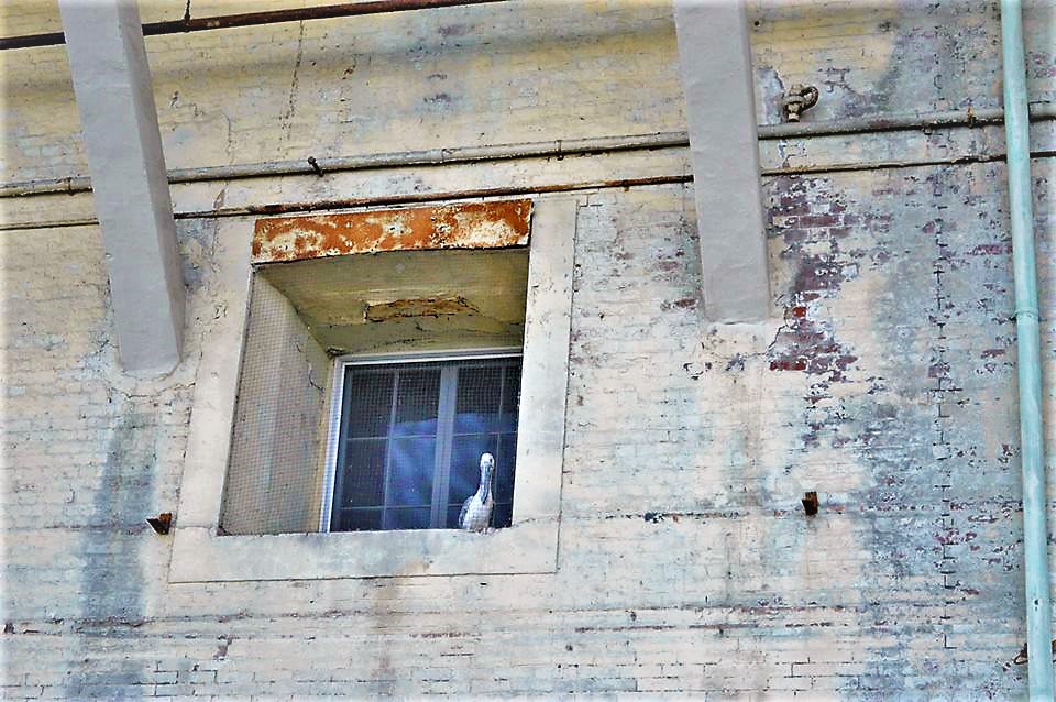 Bird in window, Alcatraz prison, San Francisco, California
