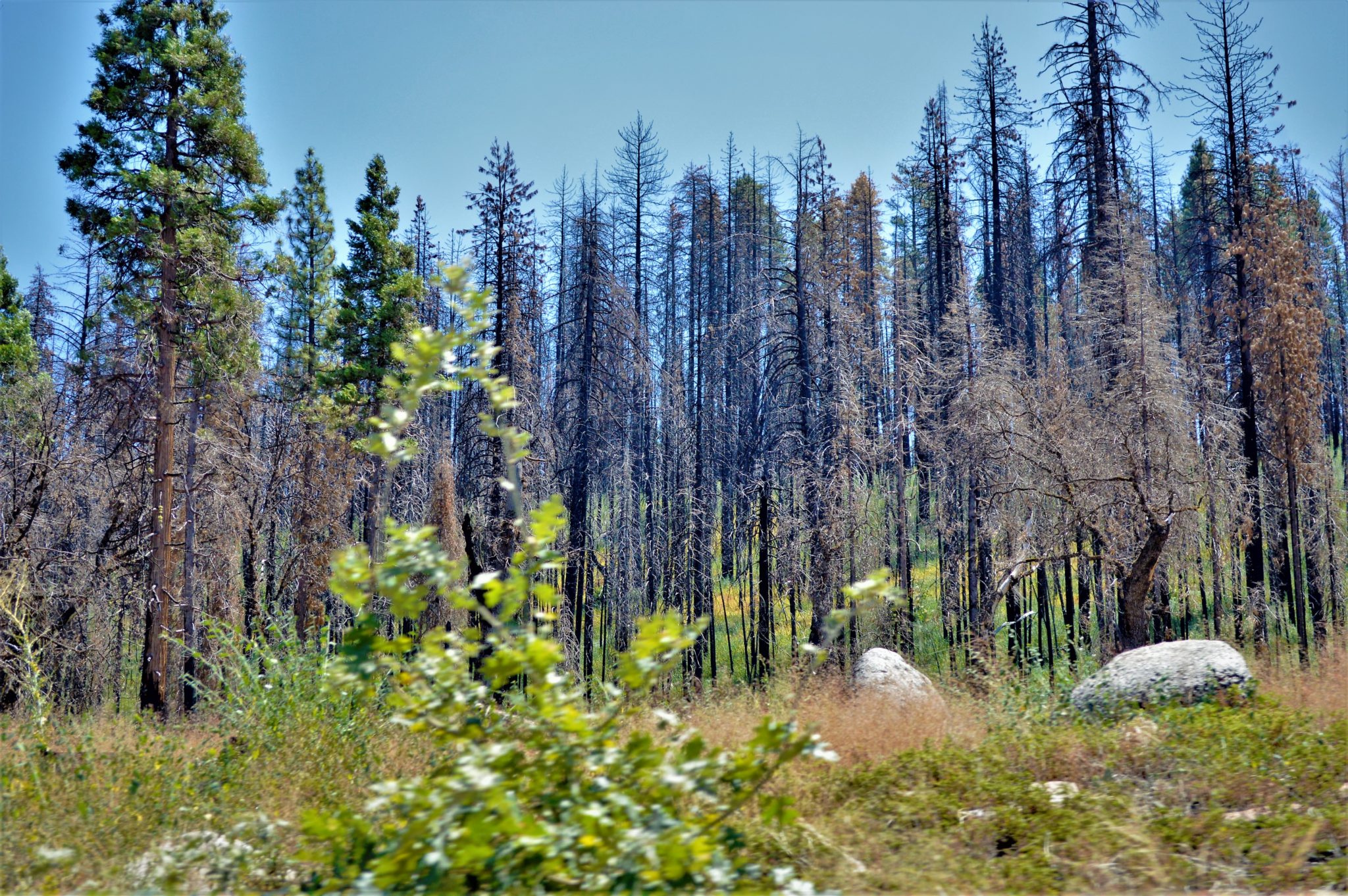 Burnt trees at Yosemite National Park, California