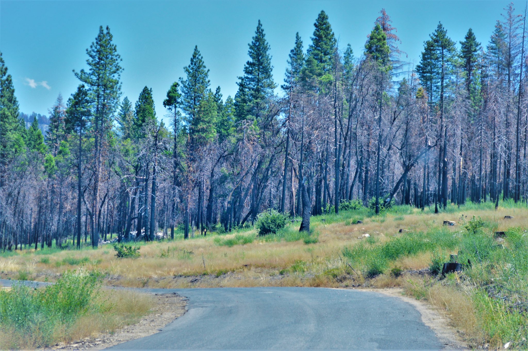 Burnt wild fire trees, Yosemite National Park, California
