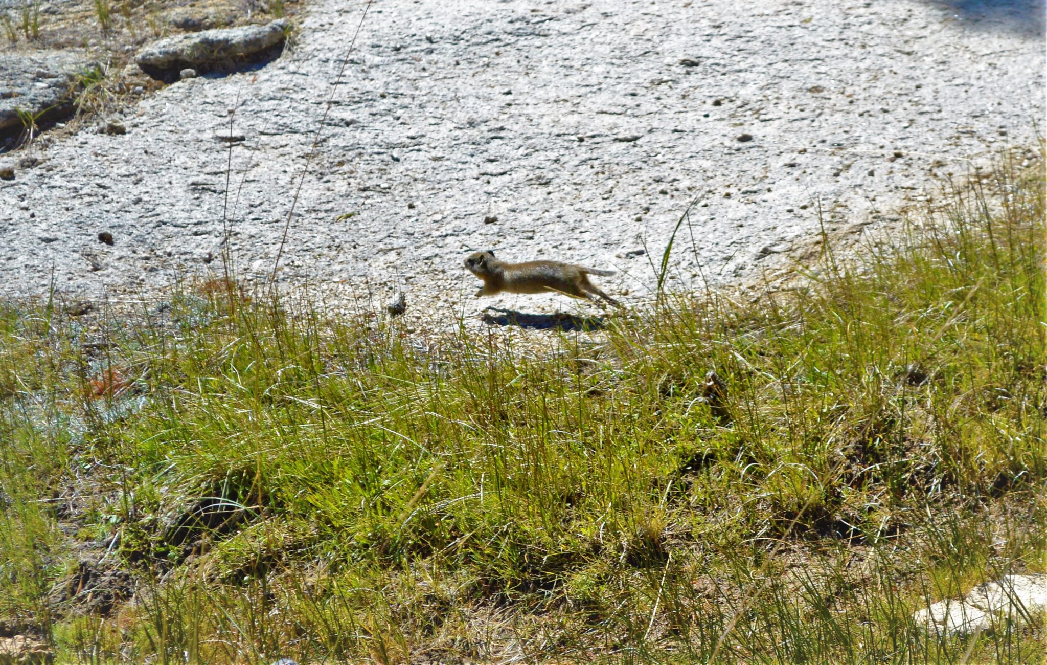Chipmunk in Yosemite PCT, California