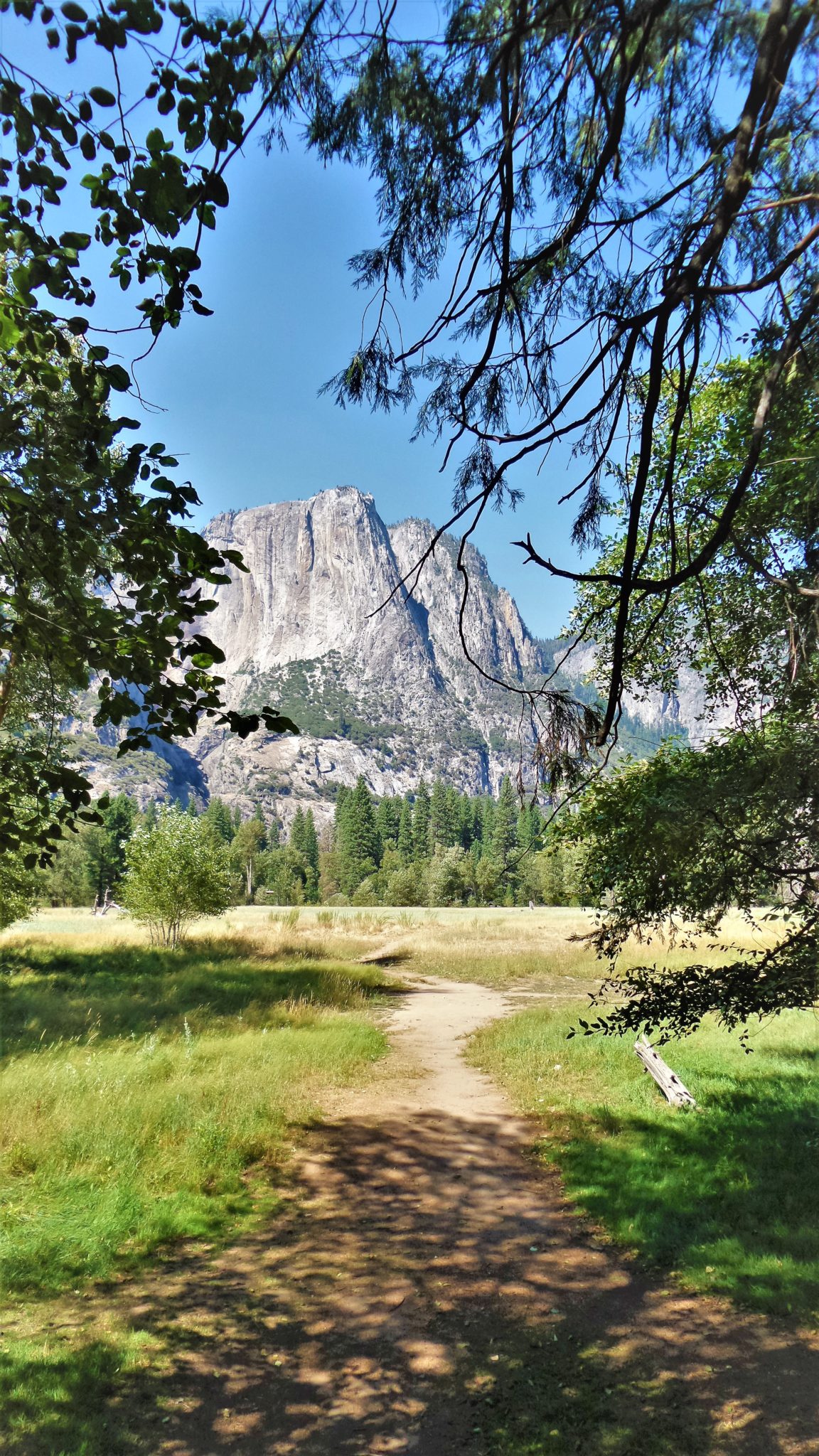 Cliff view through trees, Yosemite National Park, California
