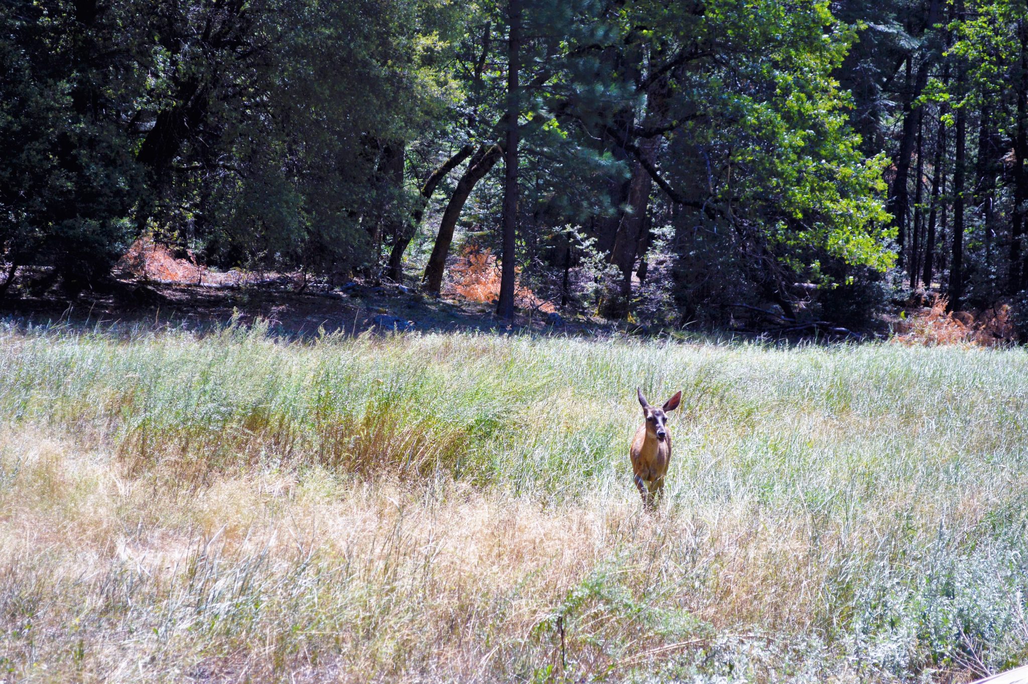 Dear, Yosemite National Park, California