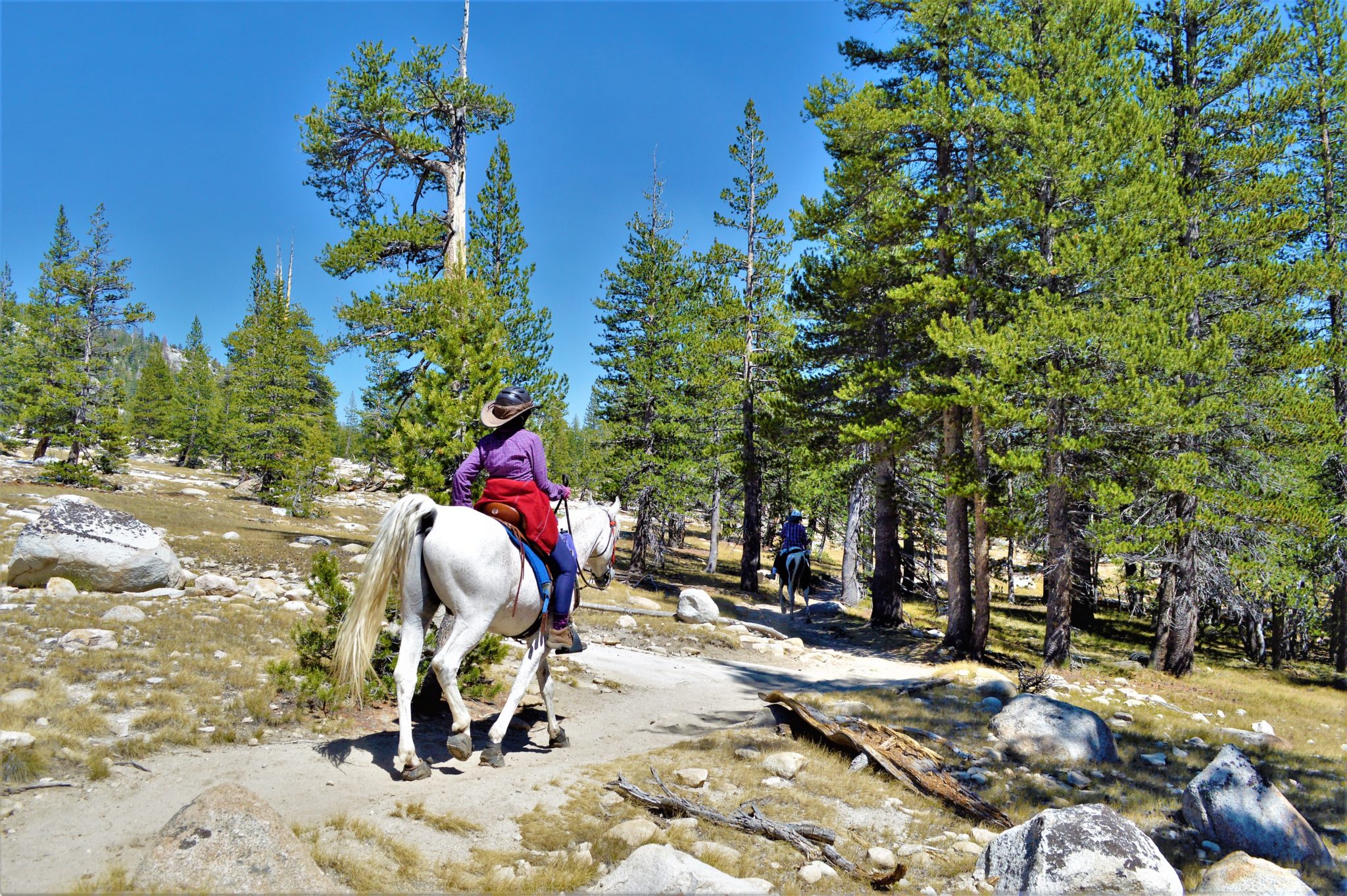 Horse back riders, PCT Yosemite National Park, California#