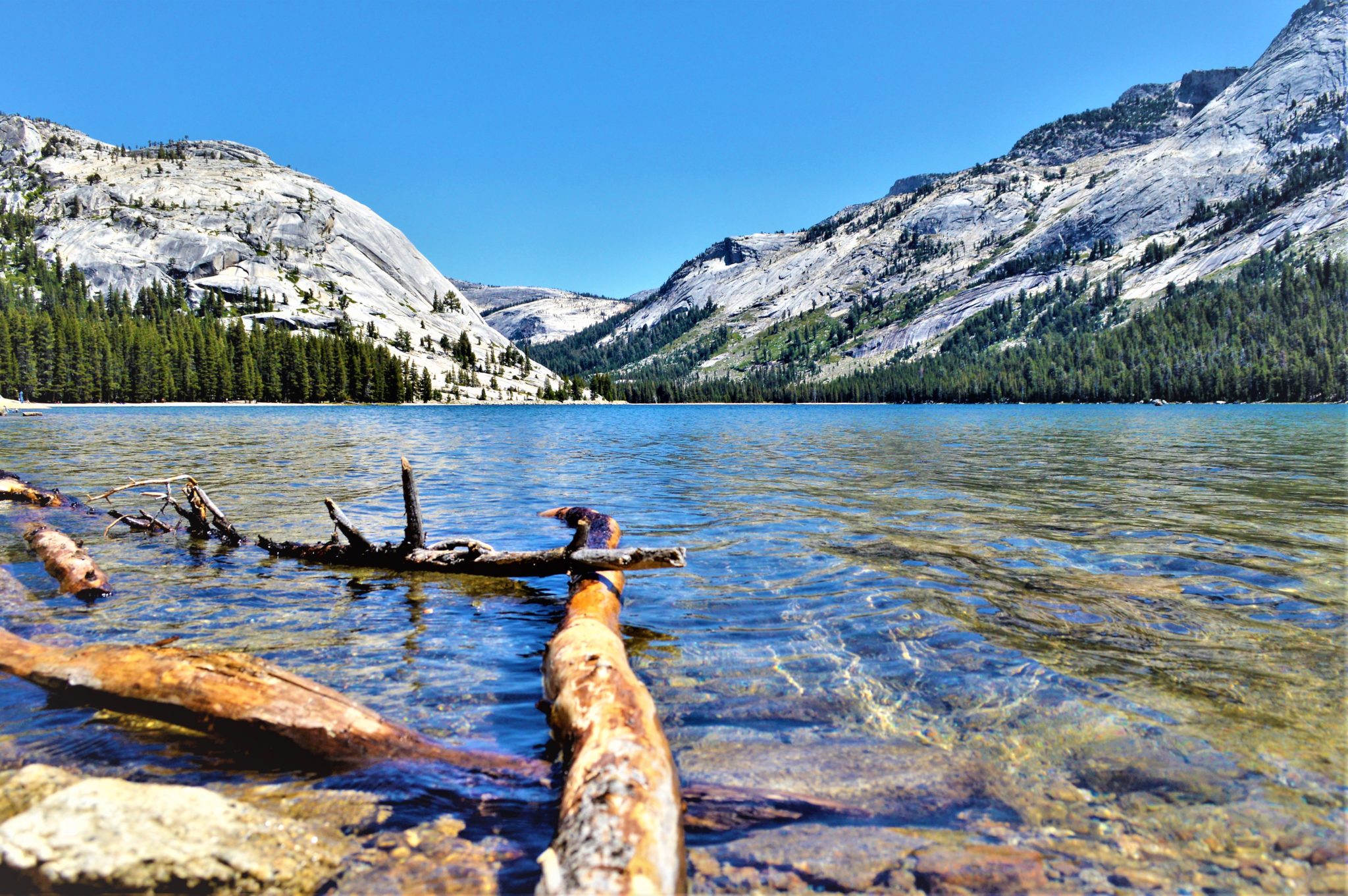 Logs in lake at Yosemite, California