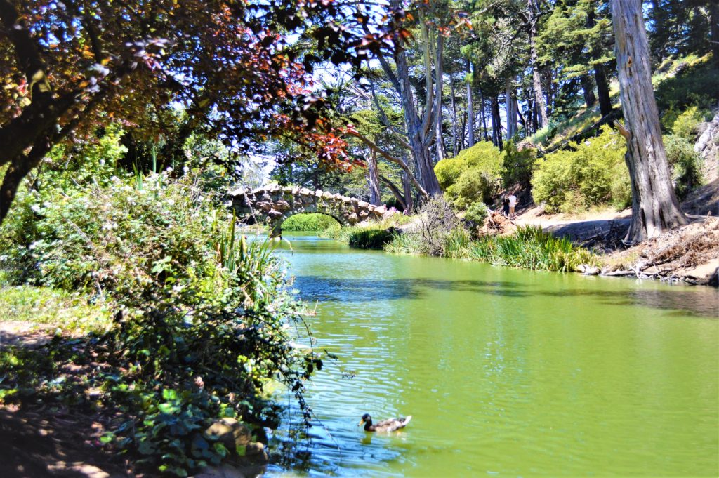 Pond in Golden gate Park, San Francisco, USA