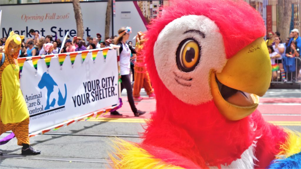 Rainbow parrot, San Francisco gay pride parade, California