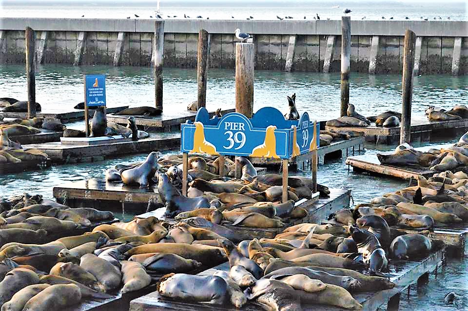 Sea Lions at Pier 39, San Francisco