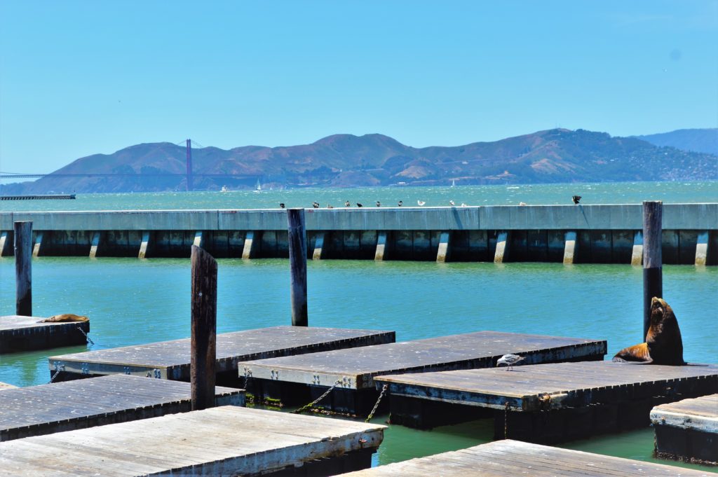 Seal and Golden Gate bridge from Pier 39, San Francisco