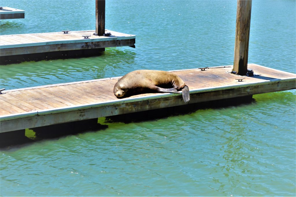 Seal at Pier 39, top things to do in San Francisco, USA